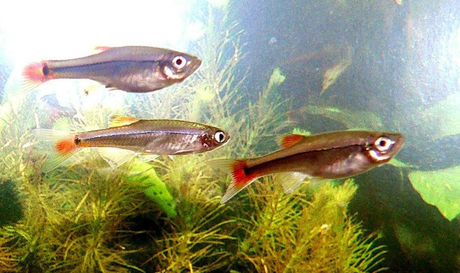 Tanichthys Albonubes 3