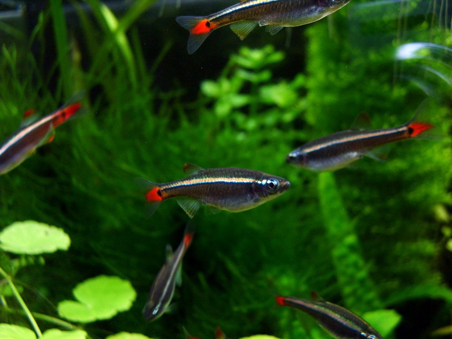 Tanichthys Albonubes 4