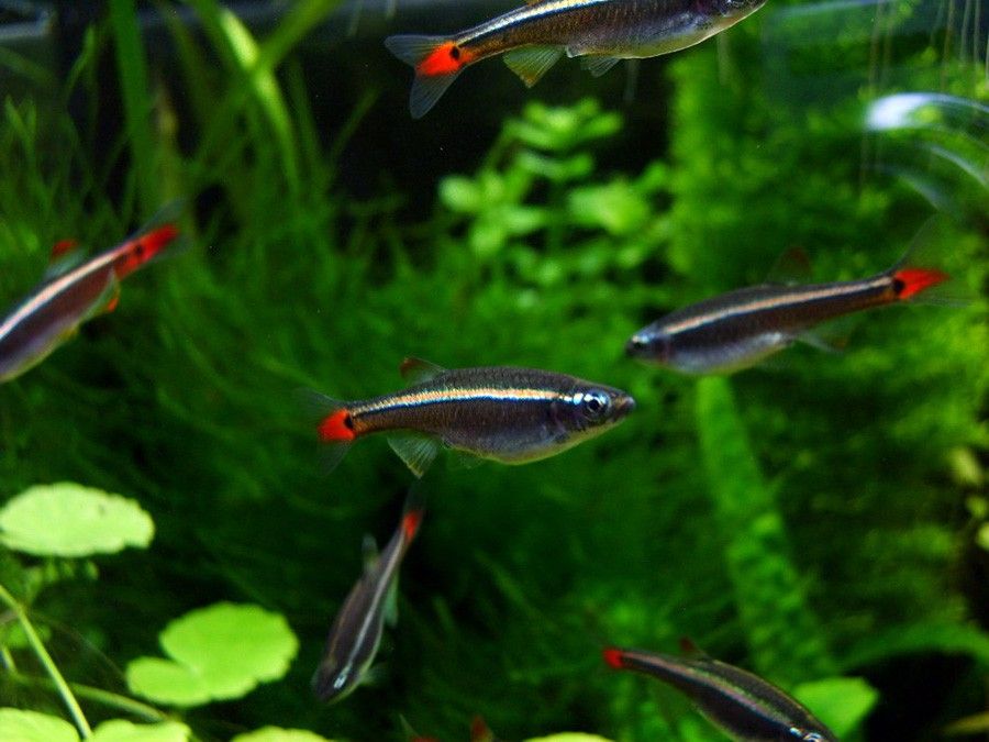 Tanichthys Albonubes 4