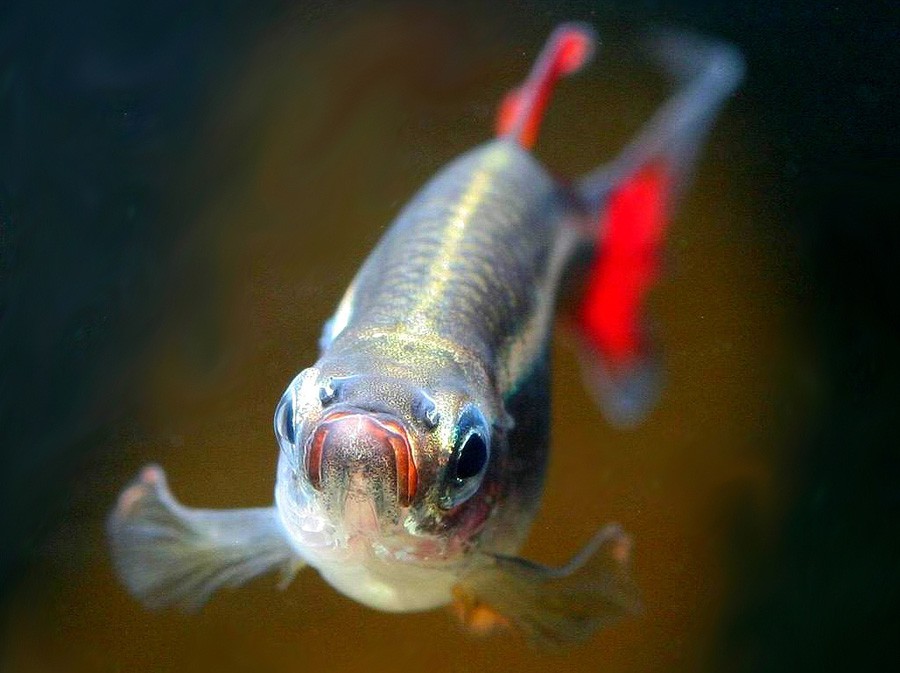 Tanichthys Albonubes 5