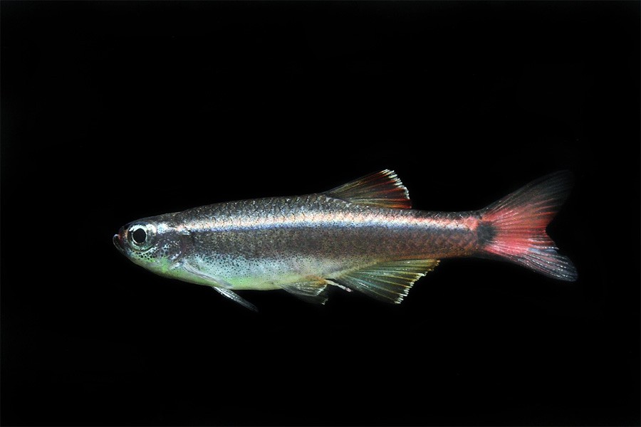 Tanichthys Albonubes 6