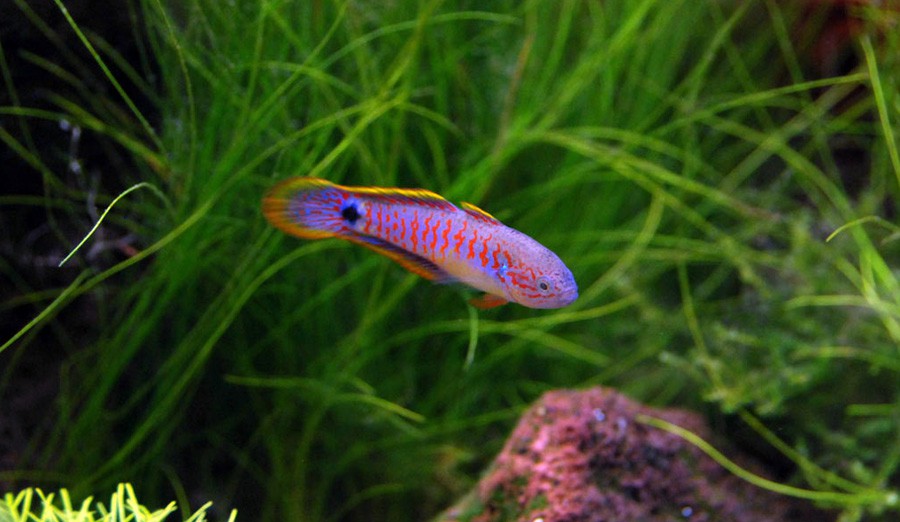 Tateurndina Ocellicauda 2