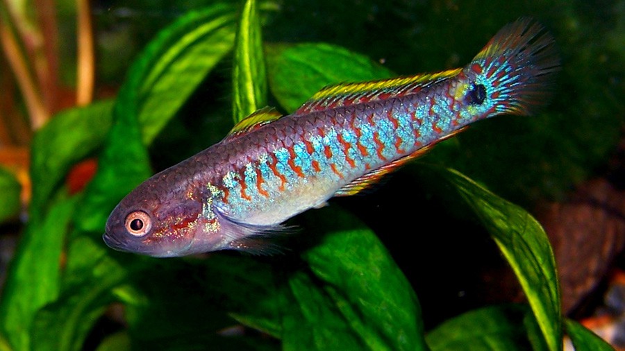 Tateurndina Ocellicauda 3