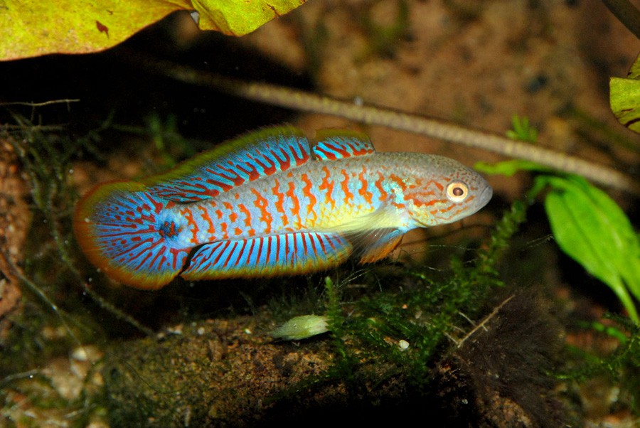 Tateurndina Ocellicauda 4
