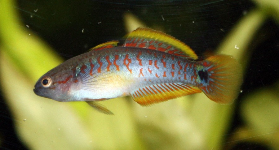 Tateurndina Ocellicauda 5