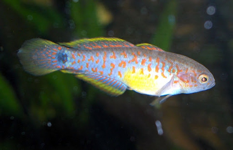 Tateurndina Ocellicauda 6