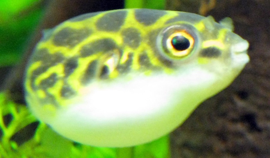 Tetraodon Biocellatus 2