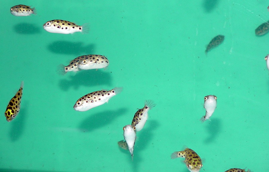 Tetraodon Biocellatus 3