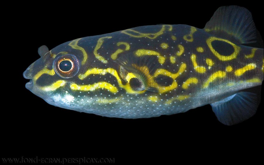 Tetraodon Biocellatus 4