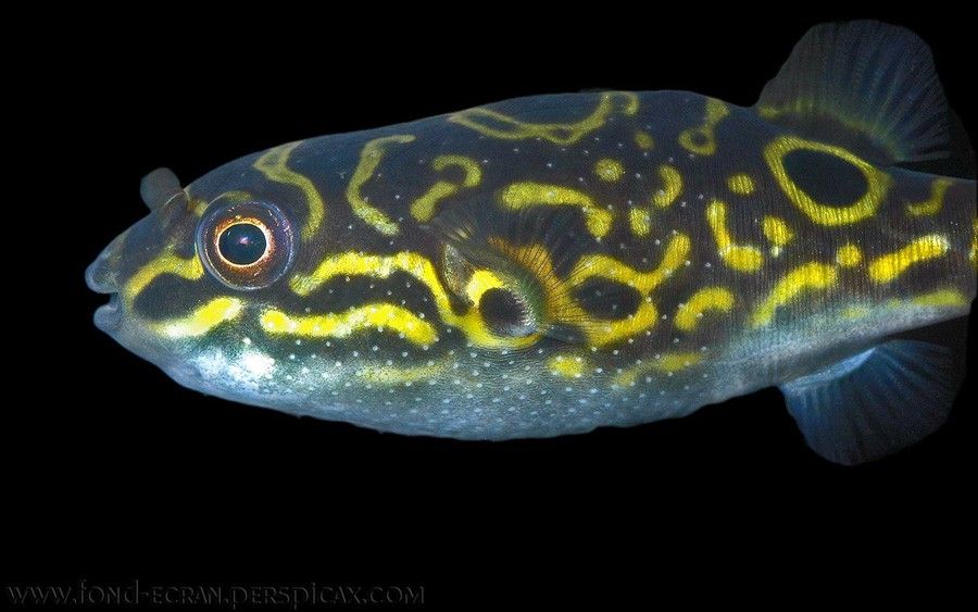 Tetraodon Biocellatus 4