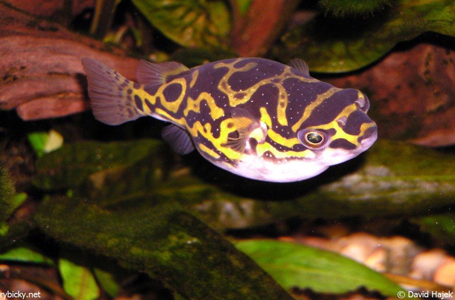 Tetraodon Biocellatus 5