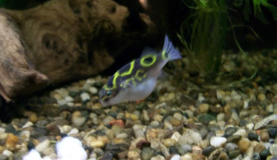 Tetraodon Biocellatus 6
