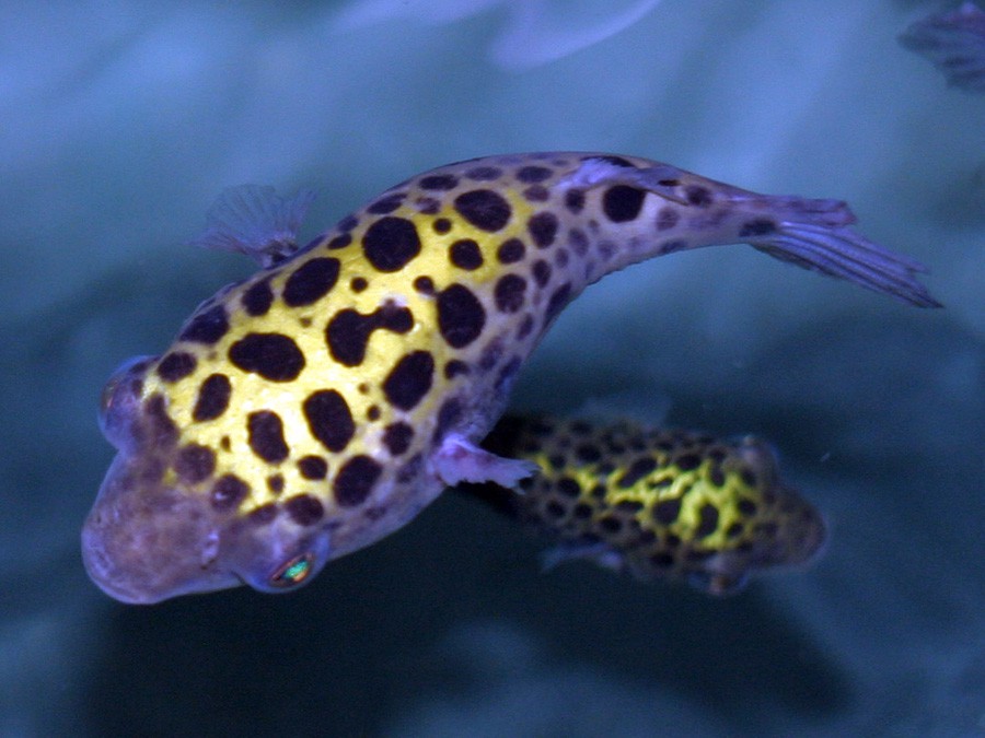Tetraodon Nigroviridis 2