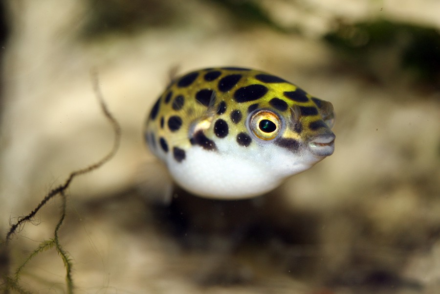 Tetraodon Nigroviridis 3