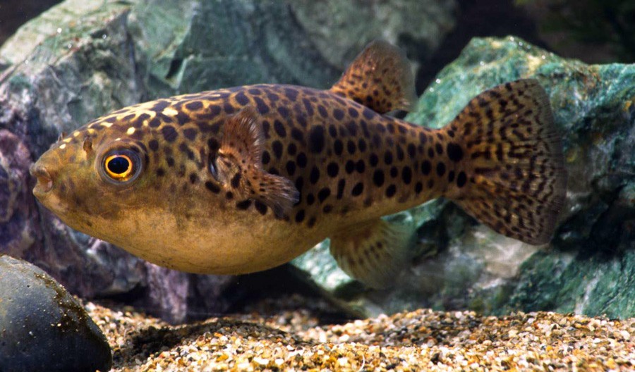 Tetraodon Nigroviridis 4