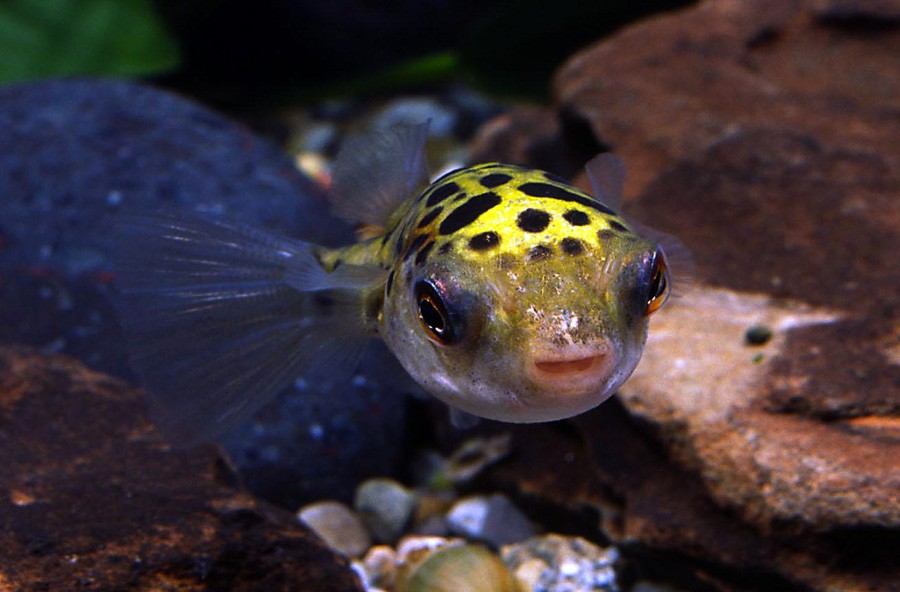 Tetraodon Nigroviridis 5