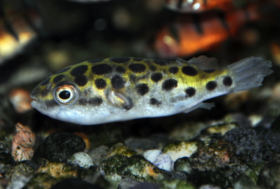 Tetraodon Nigroviridis 6