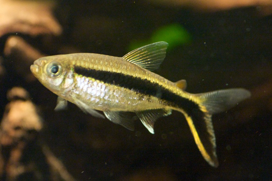 Thayeria Boehlkei 4
