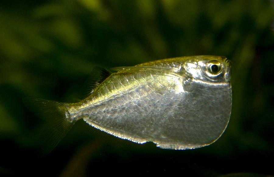 Hacha Plata