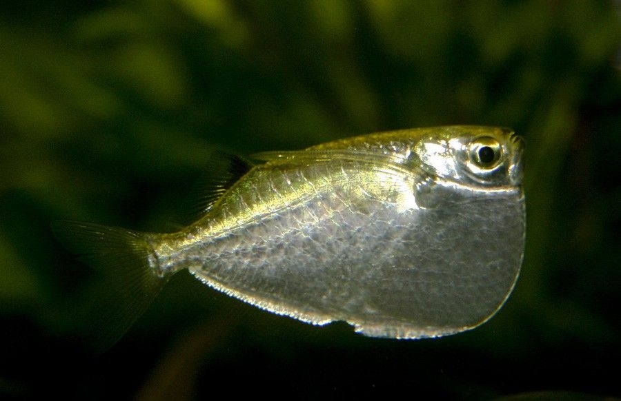 Hacha Plata