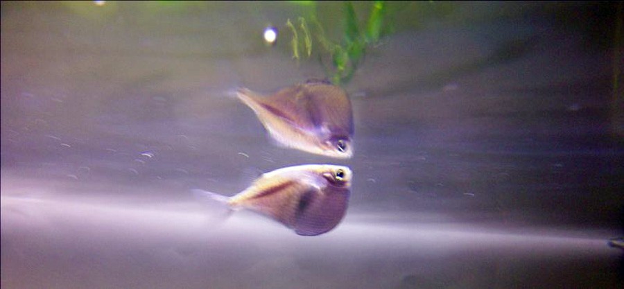 Thoracocharax Stellatus 2