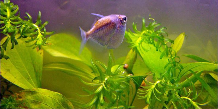 Thoracocharax Stellatus 3