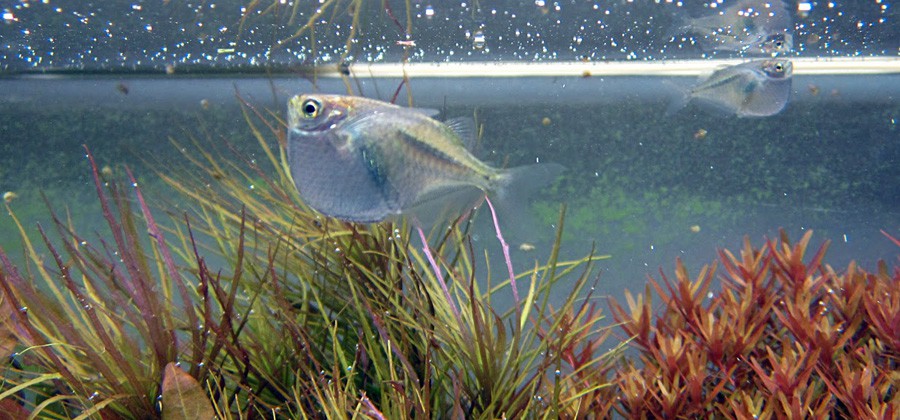 Thoracocharax Stellatus 4