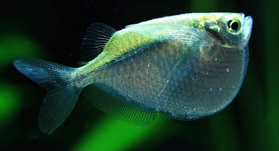 Thoracocharax Stellatus 5