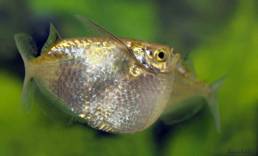 Thoracocharax Stellatus 6