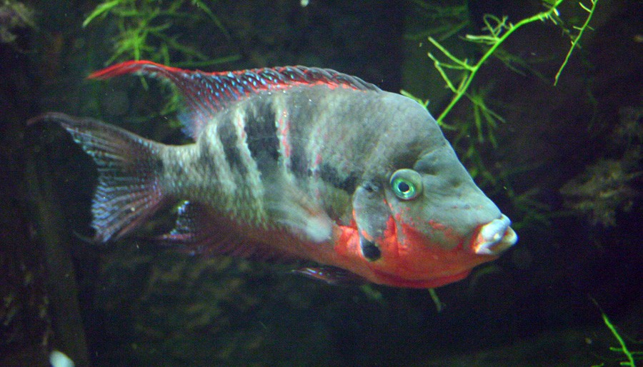 Thorichthys Meeki