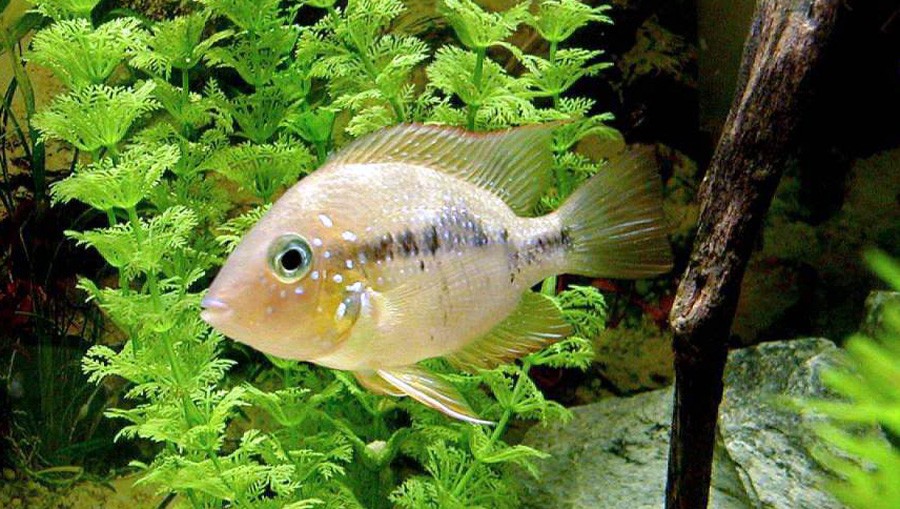 Thorichthys Meeki 2