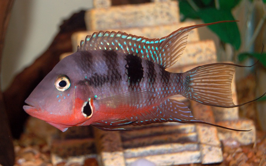 Thorichthys Meeki 3