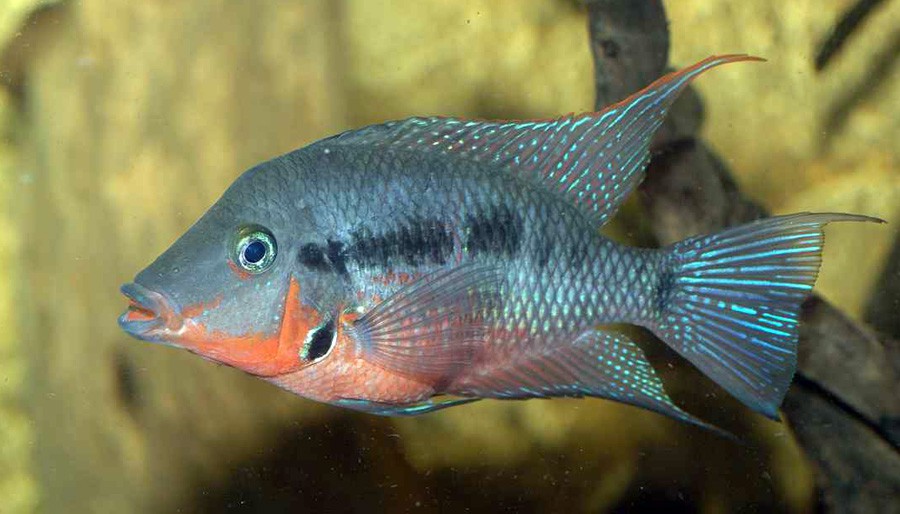 Thorichthys Meeki 4