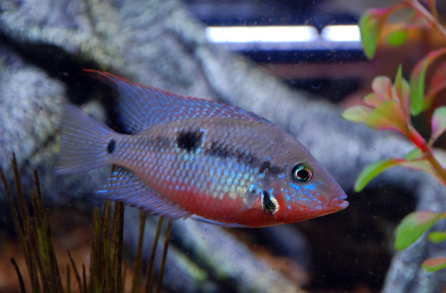 Thorichthys Meeki 5