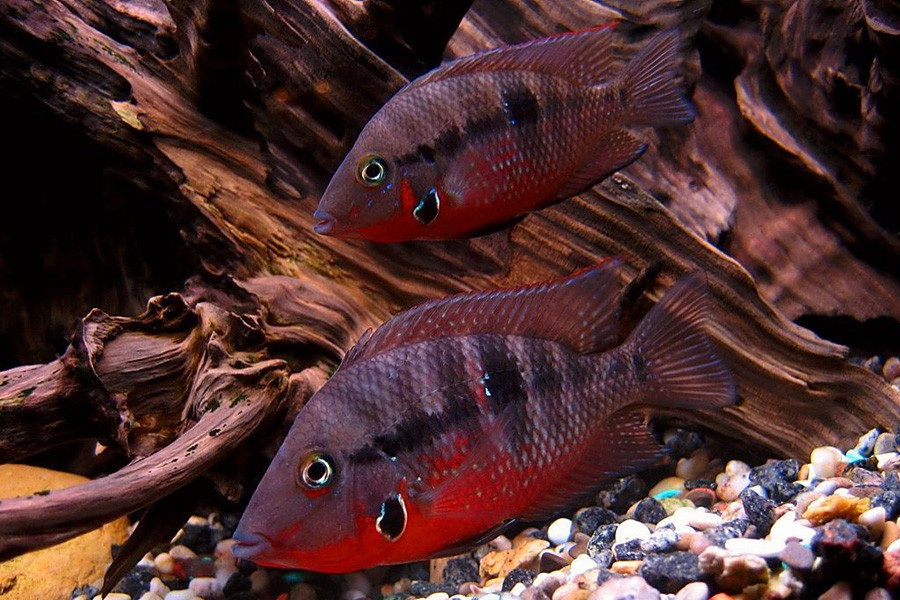Thorichthys Meeki 6