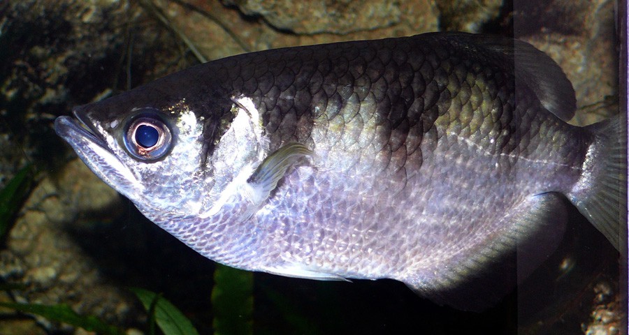 Toxotes Jaculatrix 2