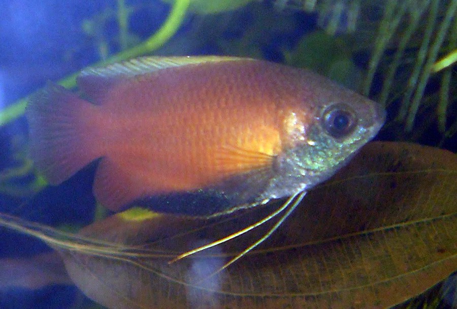 Trichogaster Chuna