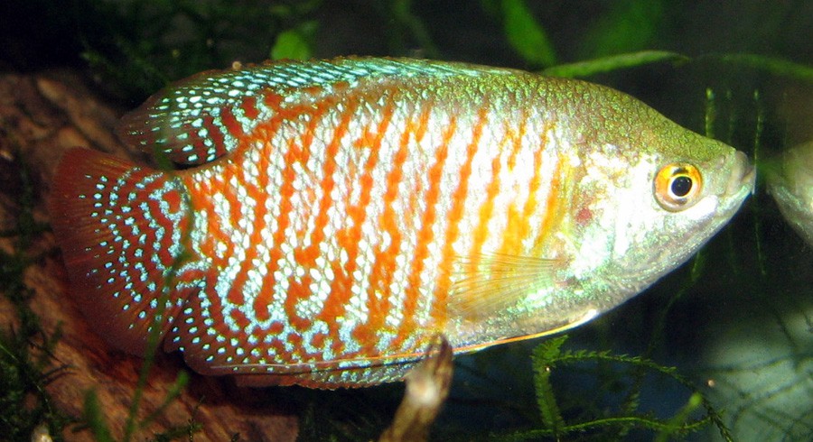 Colisa Laila