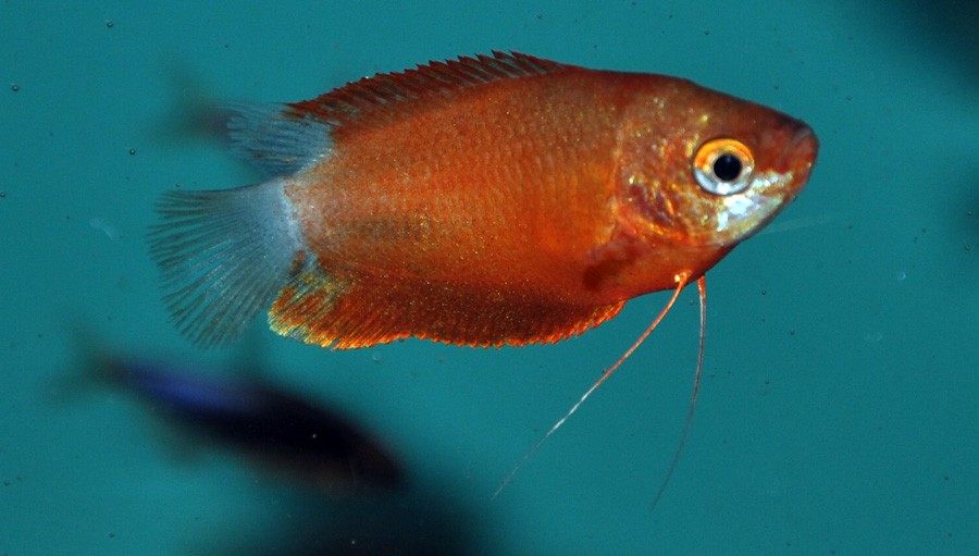 Trichogaster Lalius 2