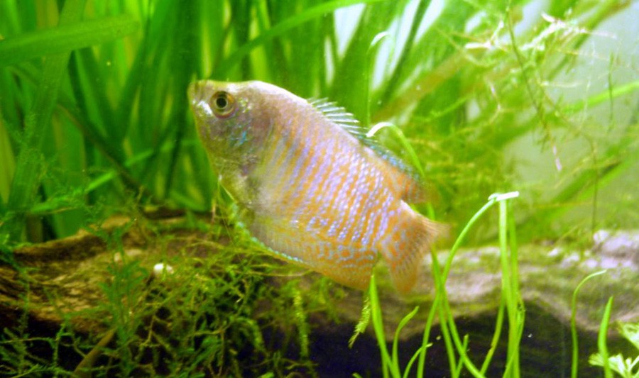 Trichogaster Lalius 4