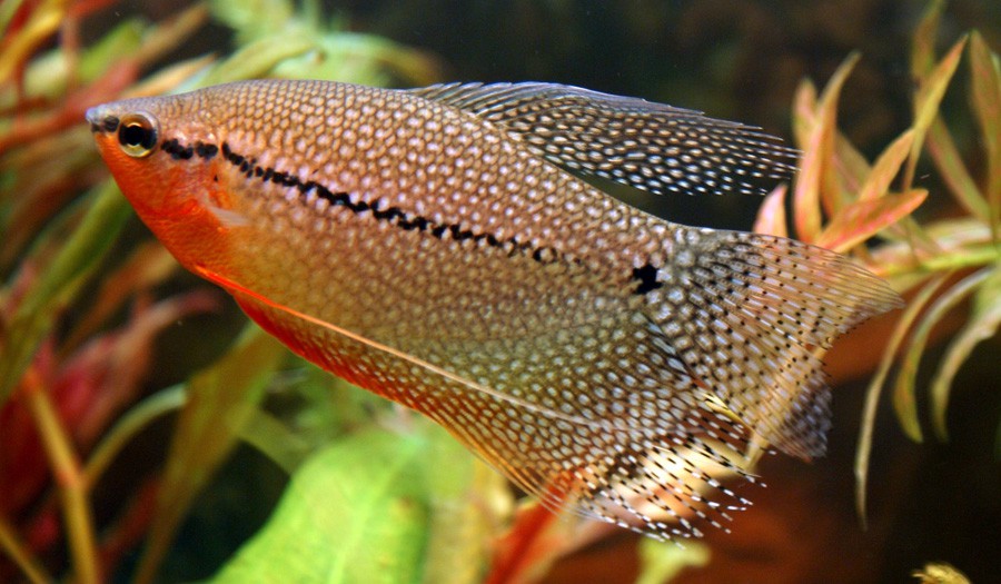 Trichogaster Leerii