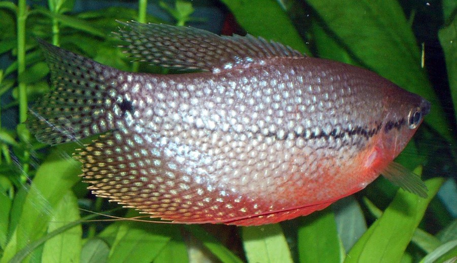 Trichogaster Leerii 2