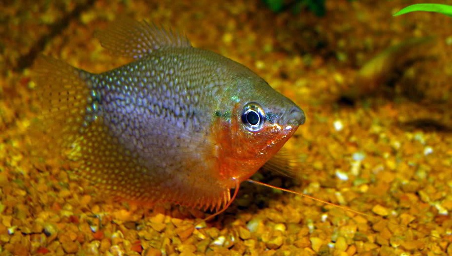 Trichogaster Leerii 5