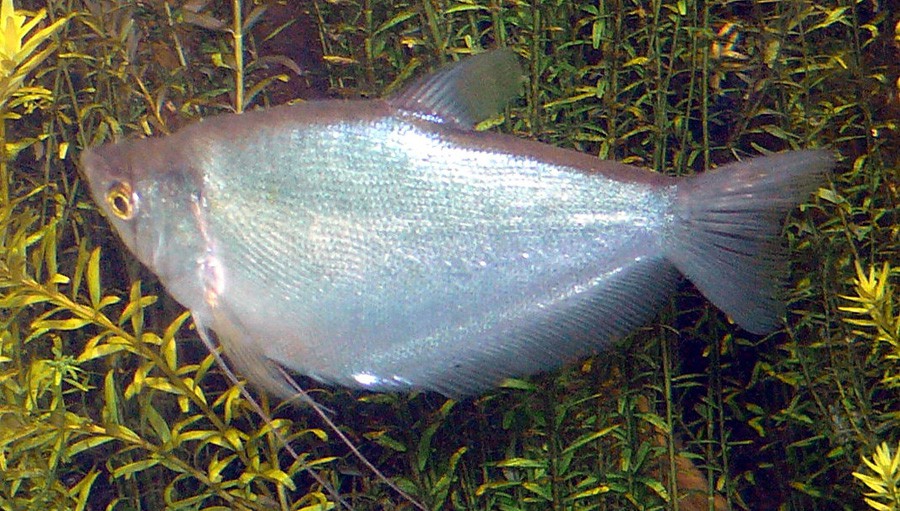 Trichogaster Microlepis