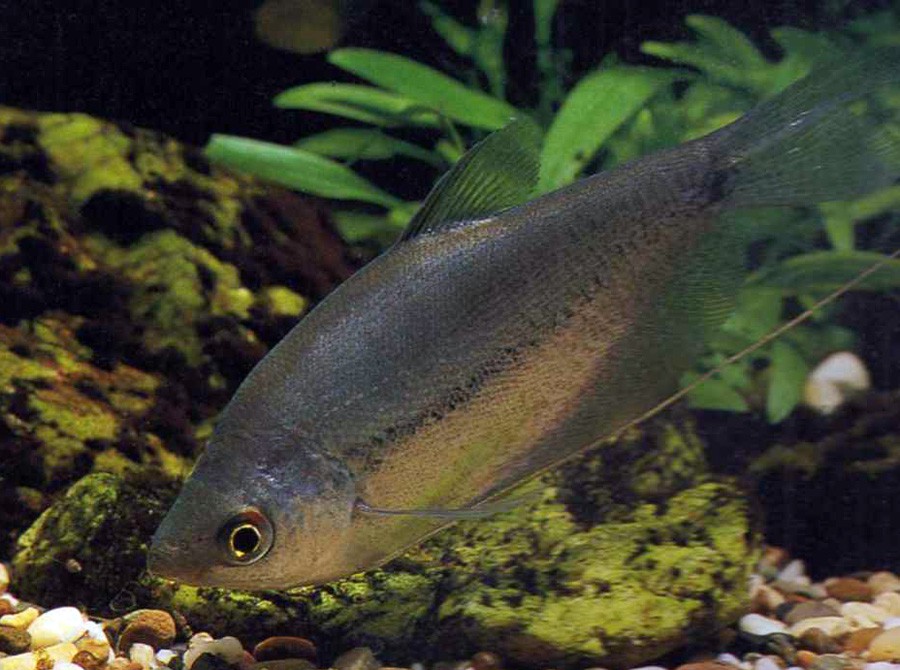 Trichogaster Microlepis 2