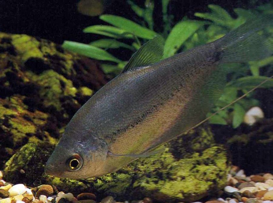 Trichogaster Microlepis 2