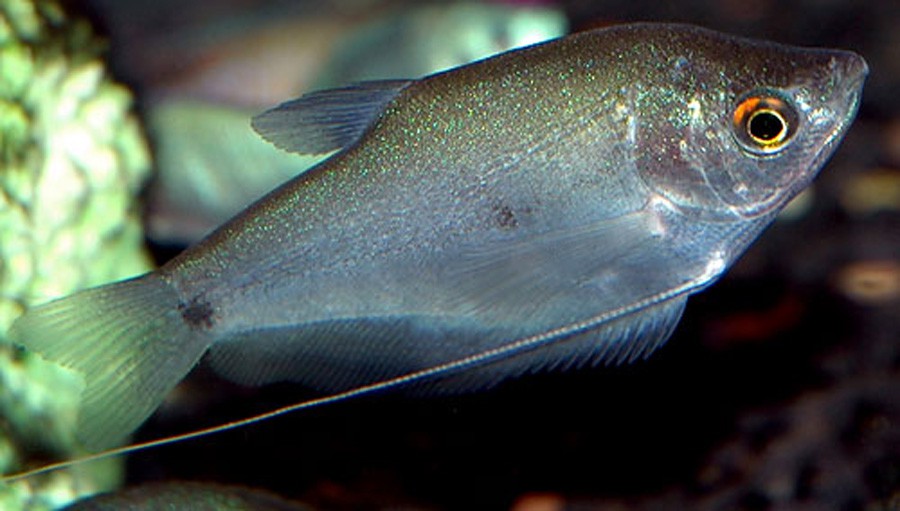 Trichogaster Microlepis 3