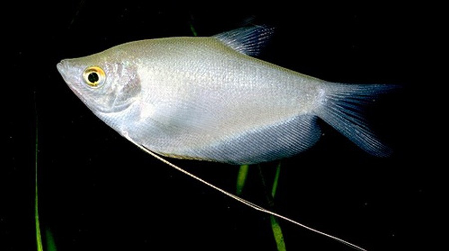 Trichogaster Microlepis 4