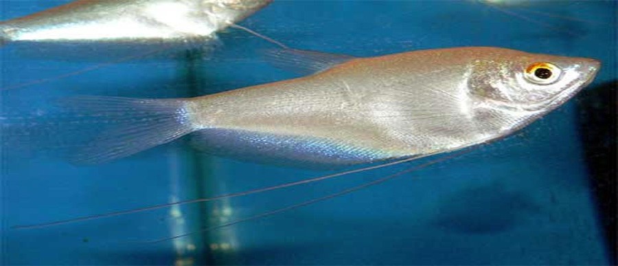 Trichogaster Microlepis 5