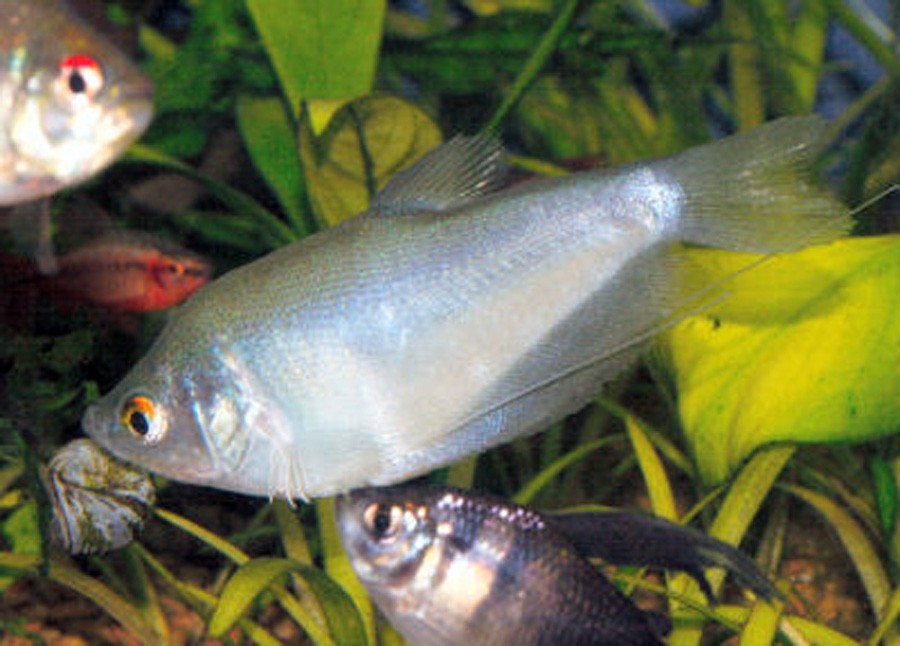 Trichogaster Microlepis 6